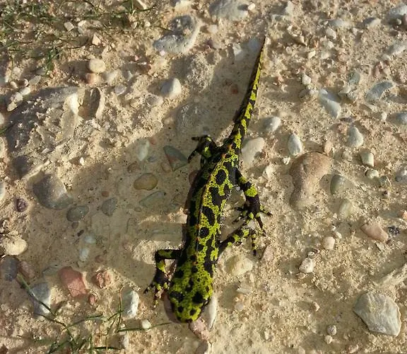 Отель Casas De Pandreula 3*